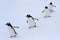 Gentoo penguin group walking in the snow Antarctic