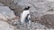 Gentoo Penguin and her baby chick in Antarctica Peninsula