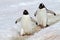 Gentoo penguin highway, Antarctica