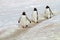 Gentoo penguin highway, Antarctica