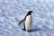 Gentoo Penguin on an iceberg