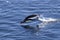 Gentoo penguin jumped out of the water on a sunny