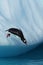 Gentoo Penguin jumping from an iceberg