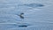 Gentoo penguin jumping outside the sea in Antarctica near Paulet Island