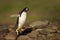 Gentoo penguin jumping on rocks