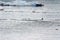 Gentoo penguin jumping, surrounded by icebergs