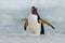 Gentoo penguin jumps out of the blue water while swimming through the ocean in Falkland Island, bird in the nature sea habitat