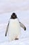 Gentoo penguin kicking up snow, Antarctica