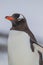 Gentoo penguin in left profile