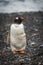 Gentoo penguin looking at camera on shingle