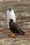 Gentoo Penguin is looking curious to a caracara bird