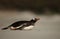 Gentoo penguin lying on a sandy beach by Atlantic ocean