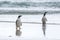 Gentoo Penguin And Magellanic Penguin On The Beach