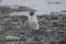 Gentoo penguin march, Antarctica