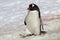 Gentoo penguin marching through snow, Antarctica