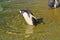 Gentoo Penguin Molting and Losing his Feathers