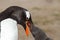 Gentoo penguin mother is feeding her chick