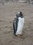 Gentoo penguin at Neko Harbour