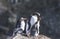 Gentoo penguin nest