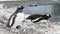 Gentoo Penguin on the nest