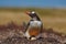 Gentoo penguin in the nest wit two eggs, Falkland Islands