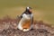 Gentoo penguin in the nest wit two eggs, Falkland Islands. Animal behaviour, bird in the nest with egg. Wildlife scene in the natu