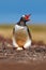 Gentoo penguin in the nest wit two eggs, Falkland Islands. Animal behaviour, bird in the nest with egg. Wildlife scene in the natu