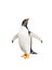 Gentoo penguin over white background