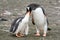 Gentoo penguin parent feeding large chick, Aitcho Islands, South Shetland Islands, Antarctica