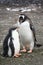 Gentoo penguin parent and large chick standing together, Aitcho Islands, South Shetland Islands, Antarctica