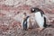 Gentoo penguin parent with two hungry chics children in Antarctica, cute baby birds