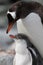 Gentoo penguin parent with young, Antarctica