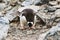 A Gentoo Penguin picking up a stone