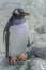 Gentoo penguin portrait