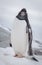 Gentoo penguin portrait on the snow. Antarctic Peninsula