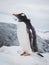 Gentoo penguin portrait on the snow. Antarctic Peninsula