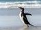 Gentoo penguin poses.