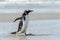 Gentoo penguin poses.