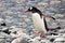 Gentoo penguin profile