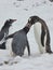 Gentoo Penguin provides a meal to its chick on Antarctic Peninsula