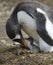 Gentoo penguin (Pygoscelis papua) and Baby, Volunteer Point