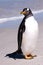 Gentoo penguin (Pygoscelis papua) closeup standing on sunny day on beautiful beach at Carcass Island,  Falkland Islands.