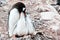 Gentoo penguin - Pygoscelis papua -  feeding one chick, penguine with two chicks feeding one. Penguin siblings want to get feeded.