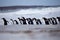 Gentoo Penguin (Pygoscelis papua) marching out from the surf.