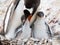 Gentoo penguin, Pygoscelis papua, mother feeding chick, Antarctica