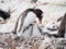 Gentoo penguin, Pygoscelis papua, mother with two chicks on Cuverville Island, Antarctic Peninsula, Antarctica