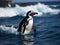 Gentoo penguin (Pygoscelis papua) in the ocean