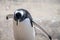 The gentoo penguin Pygoscelis papua is a penguin species in the genus Pygoscelis