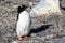 Gentoo penguin - Pygoscelis papua - standing on rocks in Antarctica