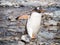 Gentoo penguin, Pygoscelis papua, walking on pebble beach of Cuverville Island, Antarctic Peninsula, Antarctica